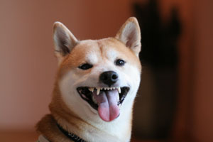 犬・猫 犬・猫