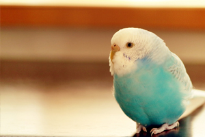 鳥 鳥