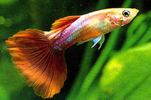 魚 魚